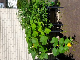 Hochbeet