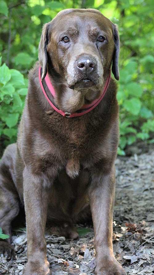 Kindergartenhund Nemo